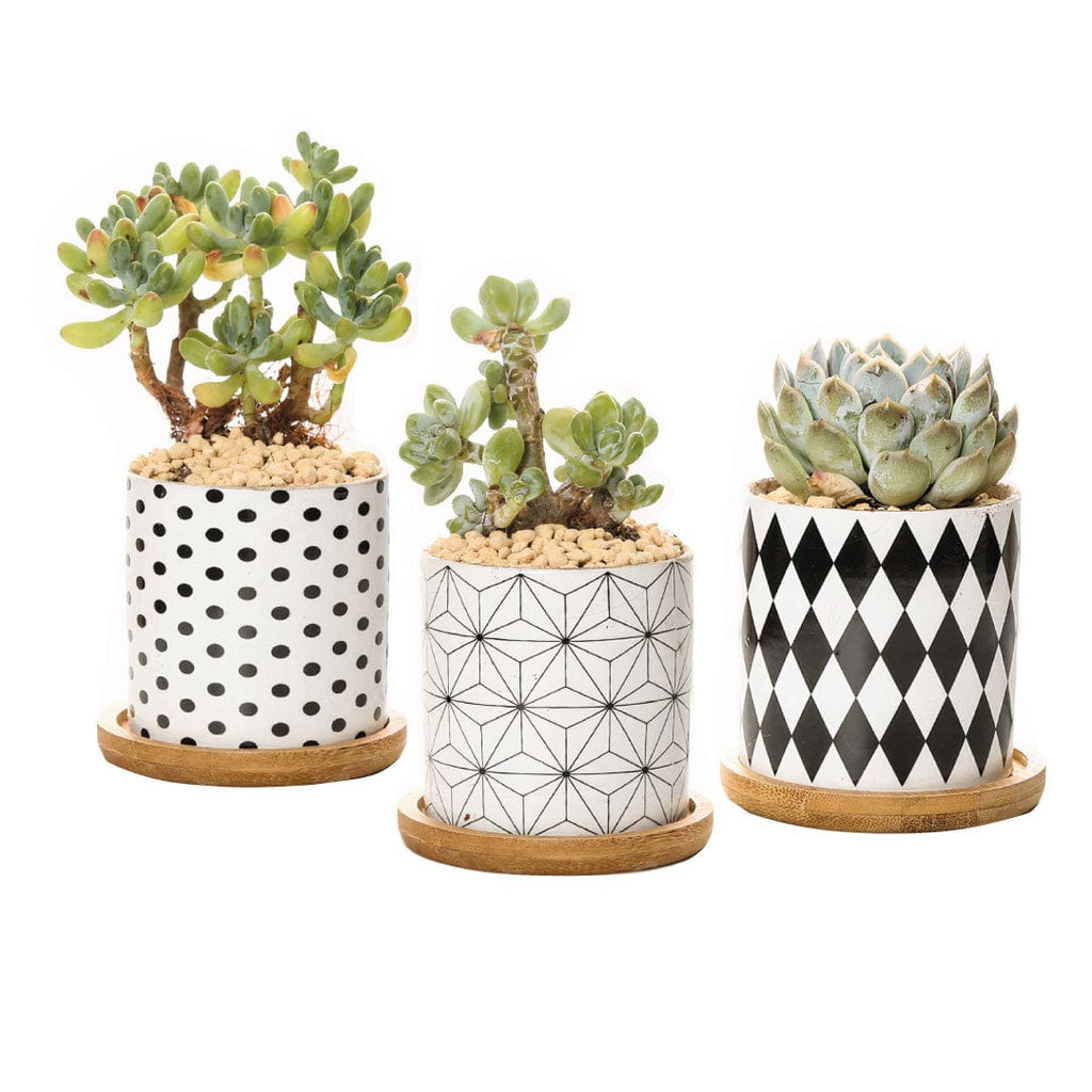 ClaudiaG B&W Planters (Set of 3)