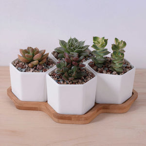 ClaudiaG Beehive Planter