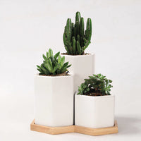 ClaudiaG Home Home Decor Jasmin Ceramic Pot Planter