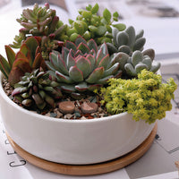 ClaudiaG Succulent Planter -Round